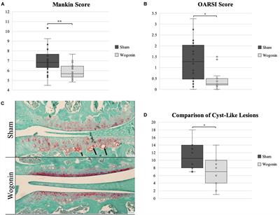 Topical Application of Wogonin Provides a Novel Treatment of Knee Osteoarthritis